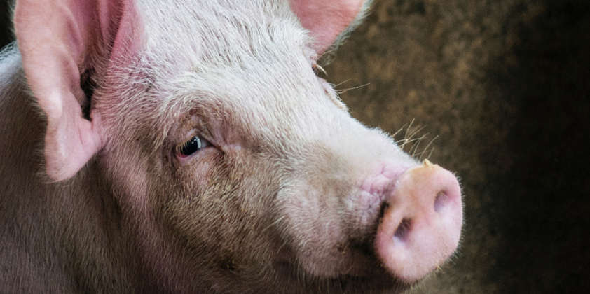 Nourrir les cochons à la graine de lin : un intérêt ?